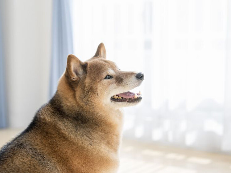 [画像]